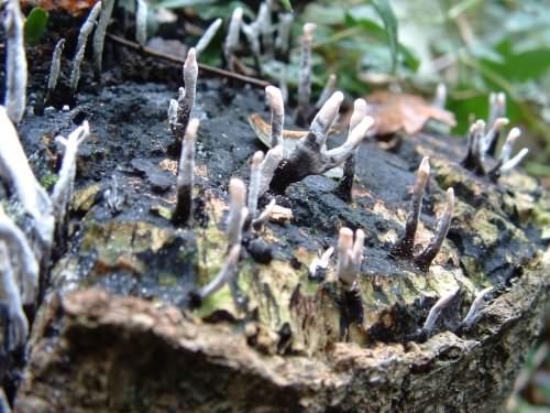 Candlesnuff - Xylaria hypoxylon, click for a larger image