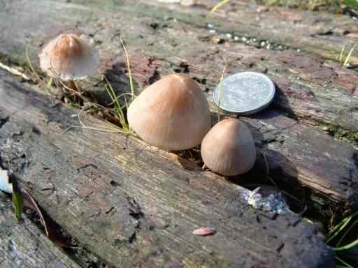 Common Bonnet - Mycena galericulata, click for a larger image