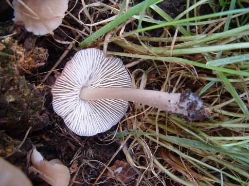 Common Bonnet - Mycena galericulata, click for a larger image