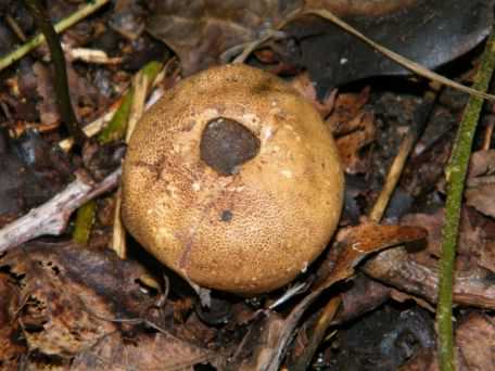 Common Earthball - Scleroderma citrinum, click for a larger image