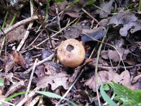 Common Earthball - Scleroderma citrinum, click for a larger image