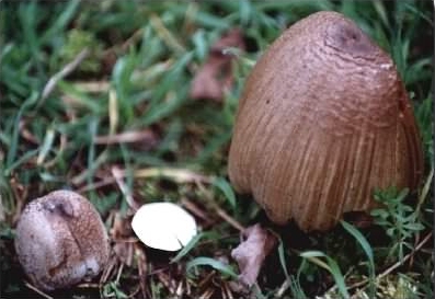 Common Inkcap - Coprinopsis atramentaria