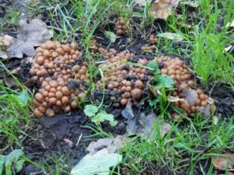 Common Inkcap - Coprinopsis atramentaria, click for a larger image