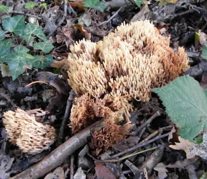Coral Mushroom - Artomyces pyxidatus, click for a larger image