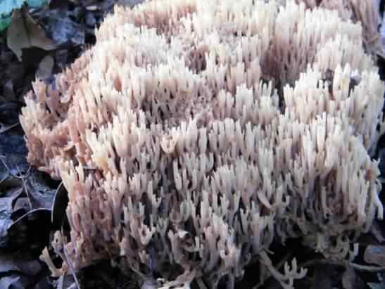 Coral Mushroom - Artomyces pyxidatus, click for a larger image