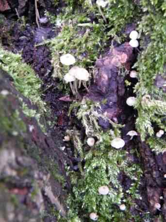 Fairy Inkcap - Coprinus disseminatus, click for a larger image