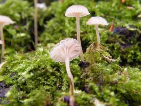 Fairy Inkcap - Coprinus disseminatus, click for a larger image