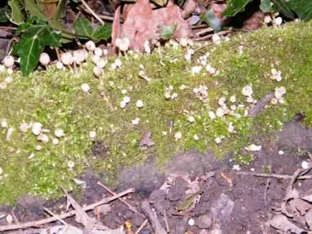 Fairy Inkcap - Coprinus disseminatus, click for a larger image