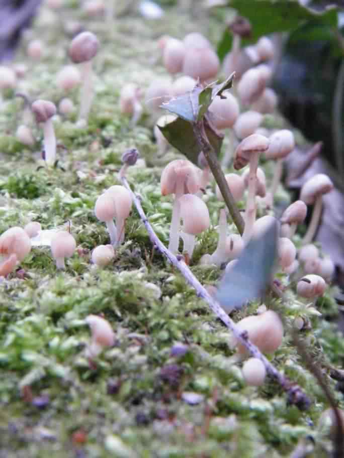 Fairy Inkcap - Coprinus disseminatus, click for a larger image