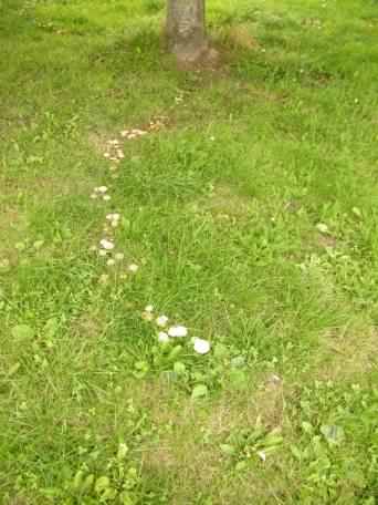 Fairy Ring Mushroom - Marasmius oreades, click for a larger image