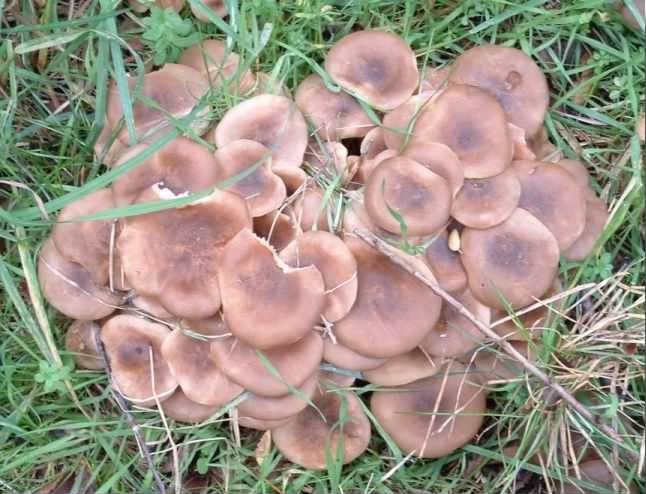 Fried Chicken Mushroom - Lyophyllum decastes species information page