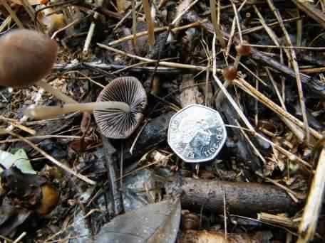 Funeral Bell - Galerina marginata, click for a larger image