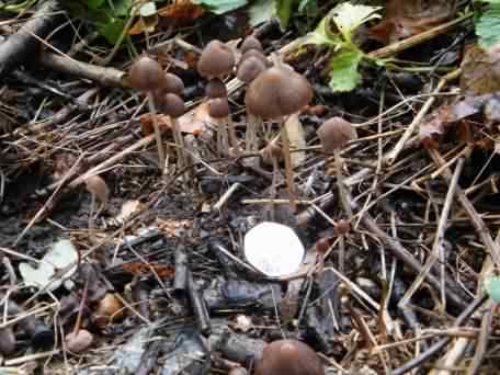 Funeral Bell - Galerina marginata, click for a larger image