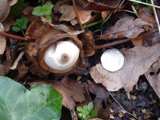 Collared Earthstar - Geastrum triplex