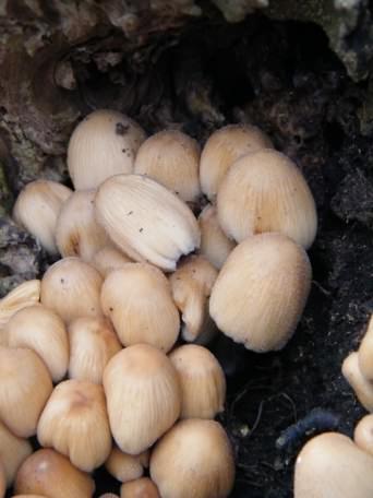 Glistening Inkcap - Coprinellus micaceus, click for a larger image