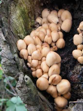 Glistening Inkcap - Coprinellus micaceus, click for a larger image