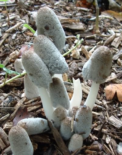 Hare's foot Inkcap or Woolly Inkcap - Coprinopsis lagopus, click for a larger image