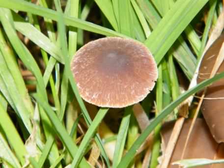 Fungus - Inocybe nitidiuscula, click for a larger image