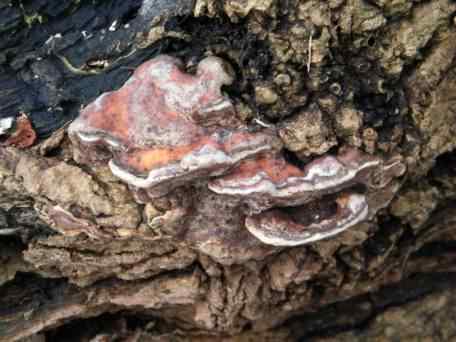 Lacquered Bracket - Ganoderma lucidum, click for a larger image