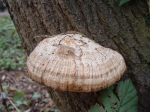 Oak Mazegill - Daedalea quercina species information page