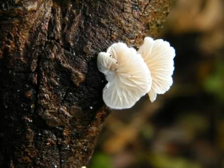 Oysterling - Crepidotus ssp. species information page