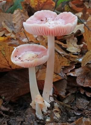 Rosy Bonnet - Mycena rosea, click for a larger image, photo licensed for reuse CCASA3.0