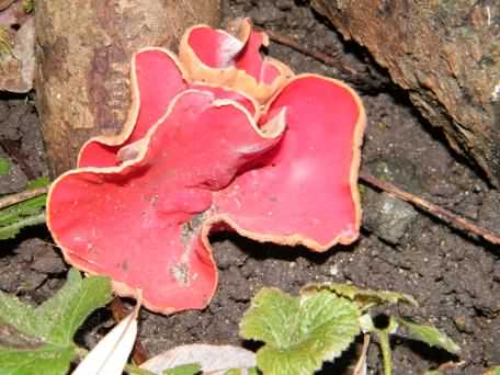 Scarlet Elf Cup - Sarcoscypha coccinea, click for a larger image
