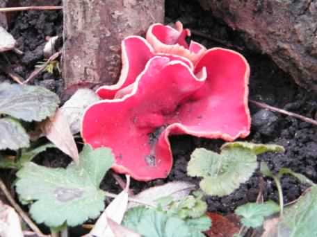 Scarlet Elf Cup - Sarcoscypha coccinea, click for a larger image