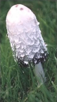 Shaggy Inkcap - Coprinus comatus