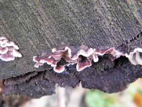 Silverleaf Fungus - Chondrostereum purpureum, click for a larger image