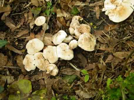 St. Georges Mushroom - Calocybe Gambosa, click for a larger image