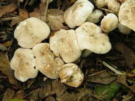 St. Georges Mushroom - Calocybe Gambosa, click for a larger image