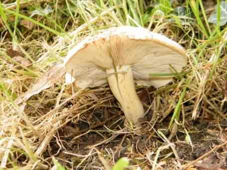 St. Georges Mushroom - Calocybe Gambosa species information page