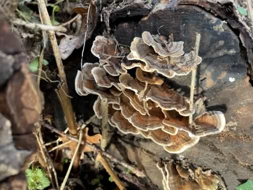 Turkeytail - Trametes versicolor, click for a larger image