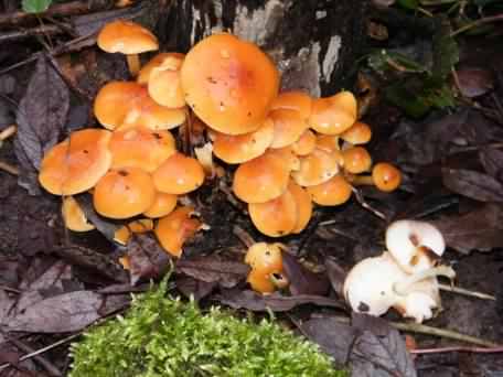 Velvet shank - Flammulina velutipes, click for a larger image