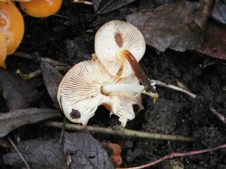 Velvet shank - Flammulina velutipes, click for a larger image