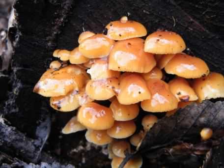 Sulphur Tuft - Hypholoma fasciculare, click for a larger image