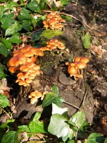 Velvet shank - Flammulina velutipes, click for a larger image