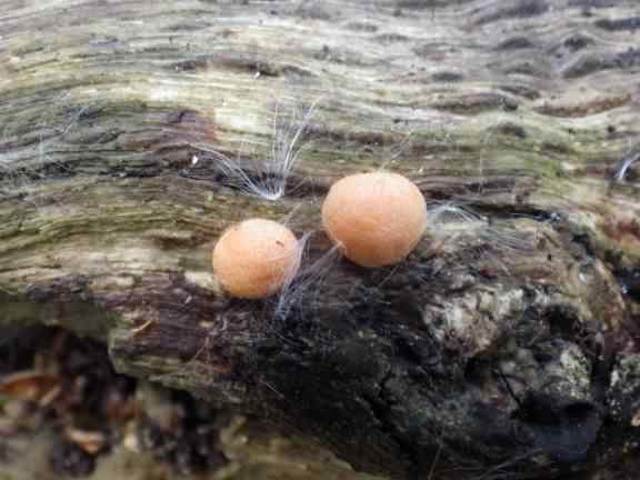 Wolf's Milk slime mould - Lycogala epidendrum, click for a larger image