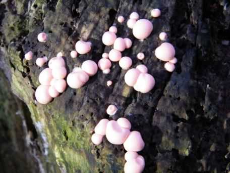 Wolf's Milk slime mould - Lycogala epidendrum, click for a larger image