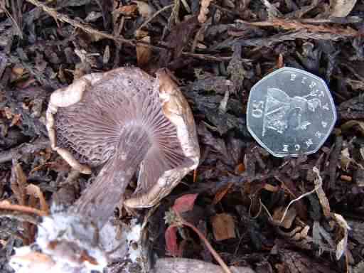 Wood Blewit - Clitocybe nuda species information page
