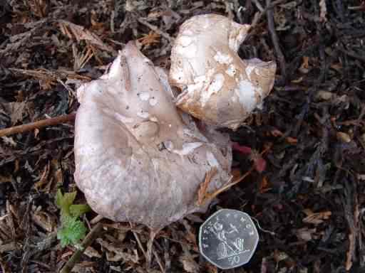 Wood Blewit - Clitocybe nuda, click for a larger image