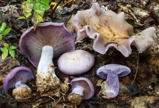 Wood Blewit - Clitocybe nuda, click for a larger image