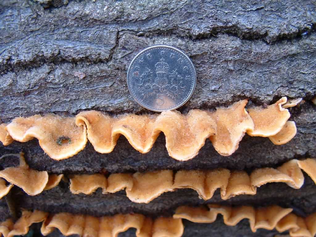 Yellowing Curtain Crust - Stereum subtomentosum, click for a larger image