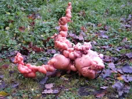 Pink Bubble Fungus - Capitulum Plasticus ssp. rosaea, click for a larger image