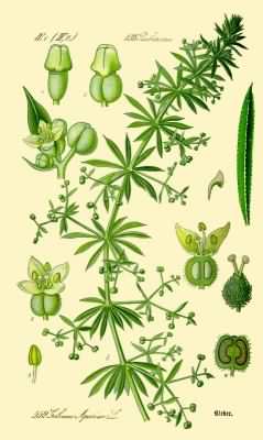 Goosegrass - Galium aparine, click for a larger image, image is in the public domain