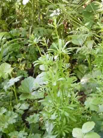 Goosegrass - Galium aparine, click for a larger image