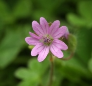 Doves Foot Cranesbill - Geranium molle, species information page, licensed for reuse NCSA3.0