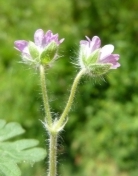 Small Flowered Geranium - Geranium pusillum, species information page, licensed for reuse CCBYNC3.0