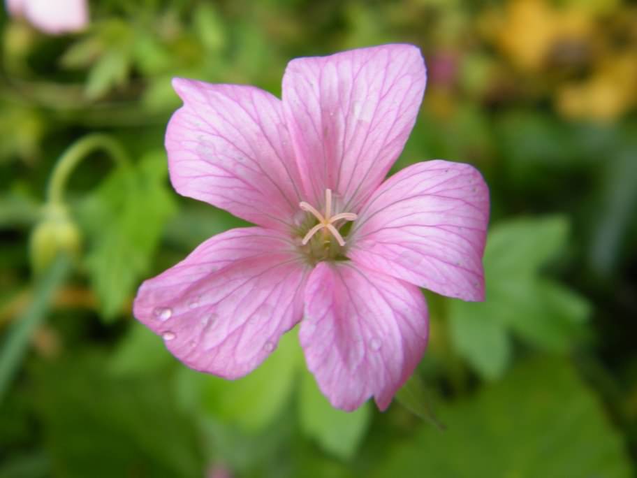 Cranesbill - Geranium x oxonianum "Hollywood", click for a larger image